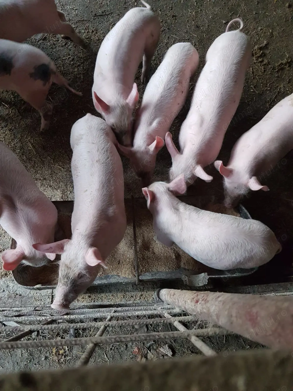 Purcei 7 săptămâni PIC+ LANDRACE