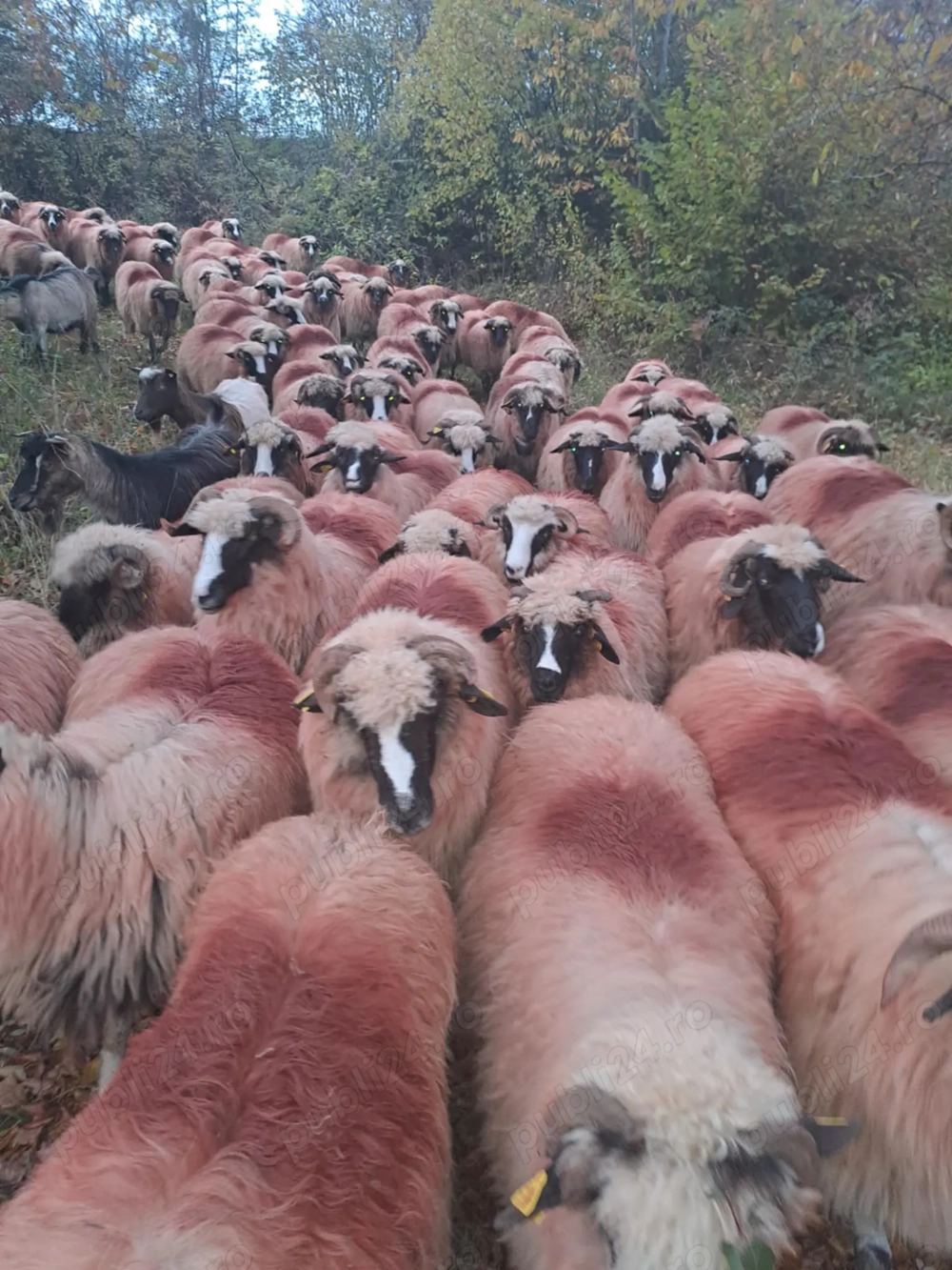 Oi de vânzare, se vând toate, nu pe ales