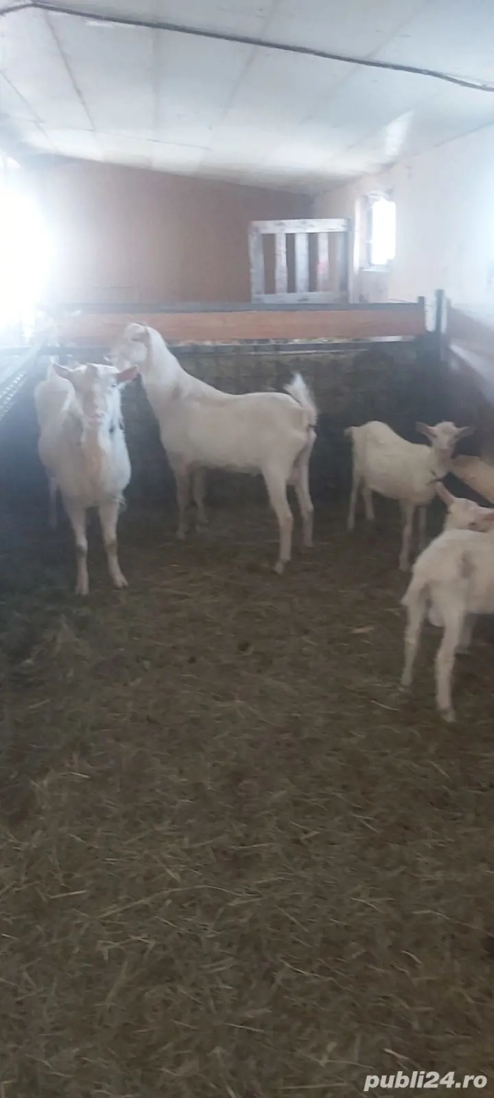 De vanzare capre Sannen