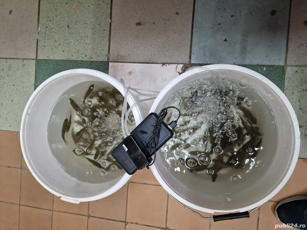 vând cărășei pentru pesuit la știucă,șalău,somn