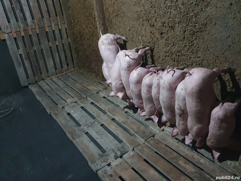 vind purcei intarcati 7 saptamini