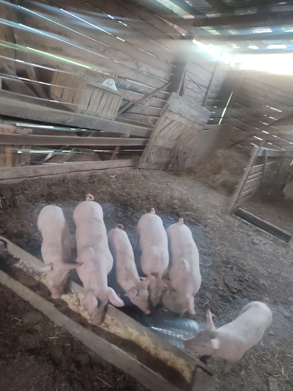 Vând purcei de 8 saptamani