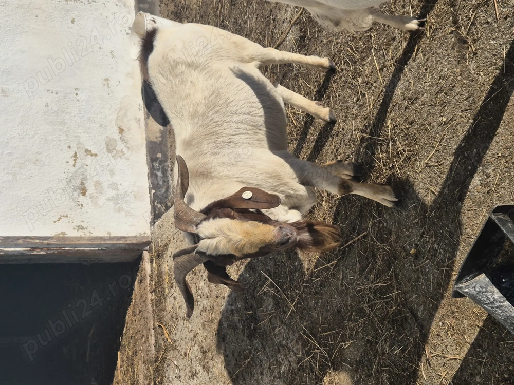 De vanzare țap Boer, 