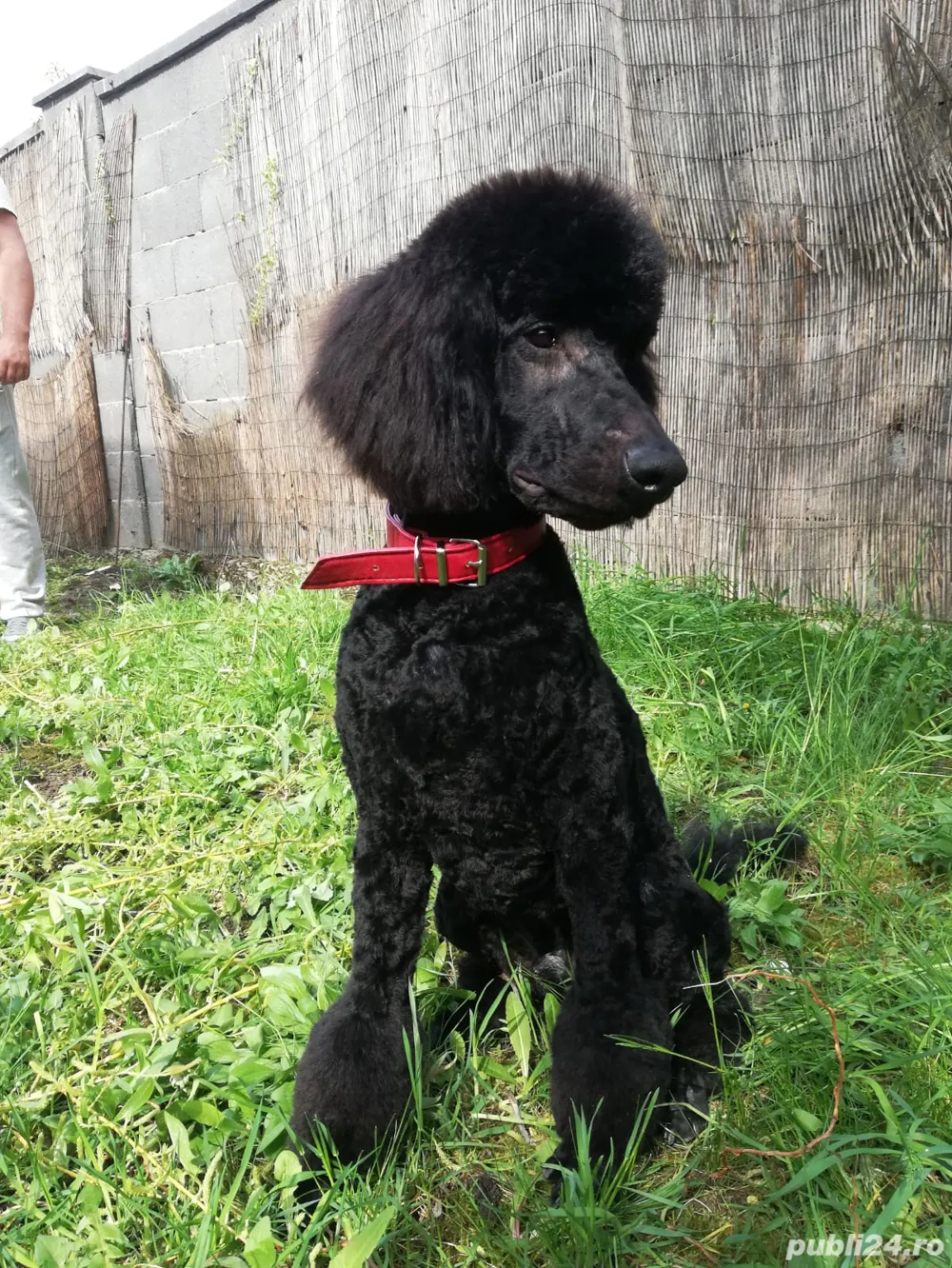 Pudel standard cu pedegree 