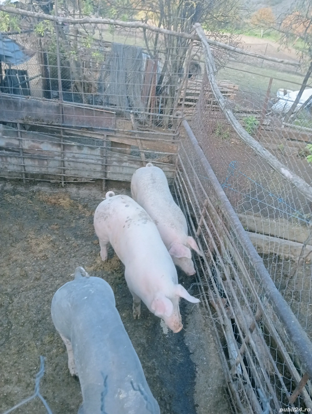 Vând porcii de carne pentru Crăciun începând de la 100-200 kg 