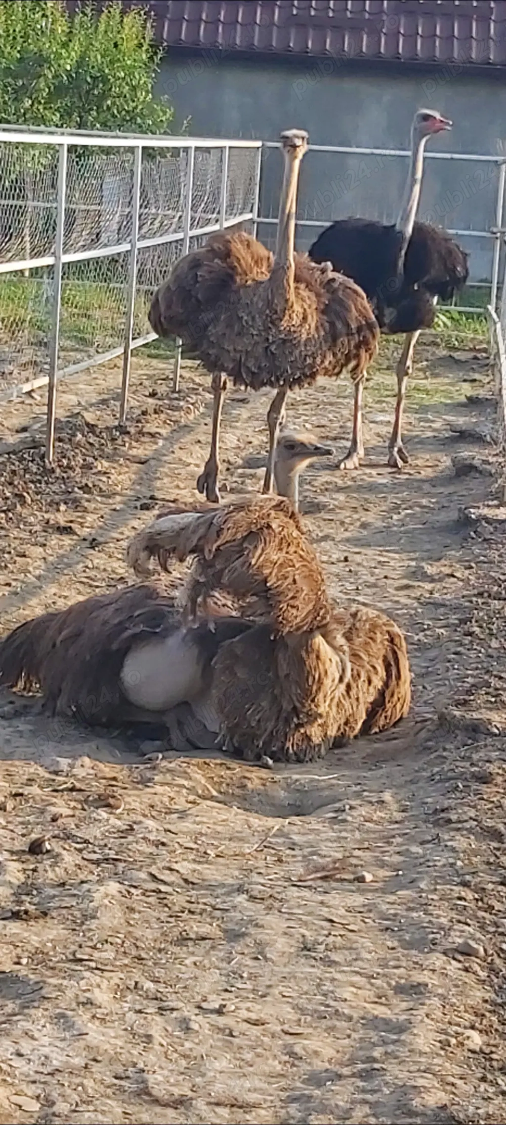 Famili de struți de vânzare 