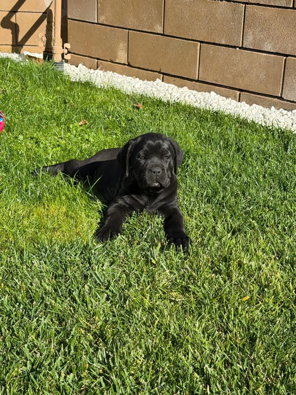 Vand catei Cane corso