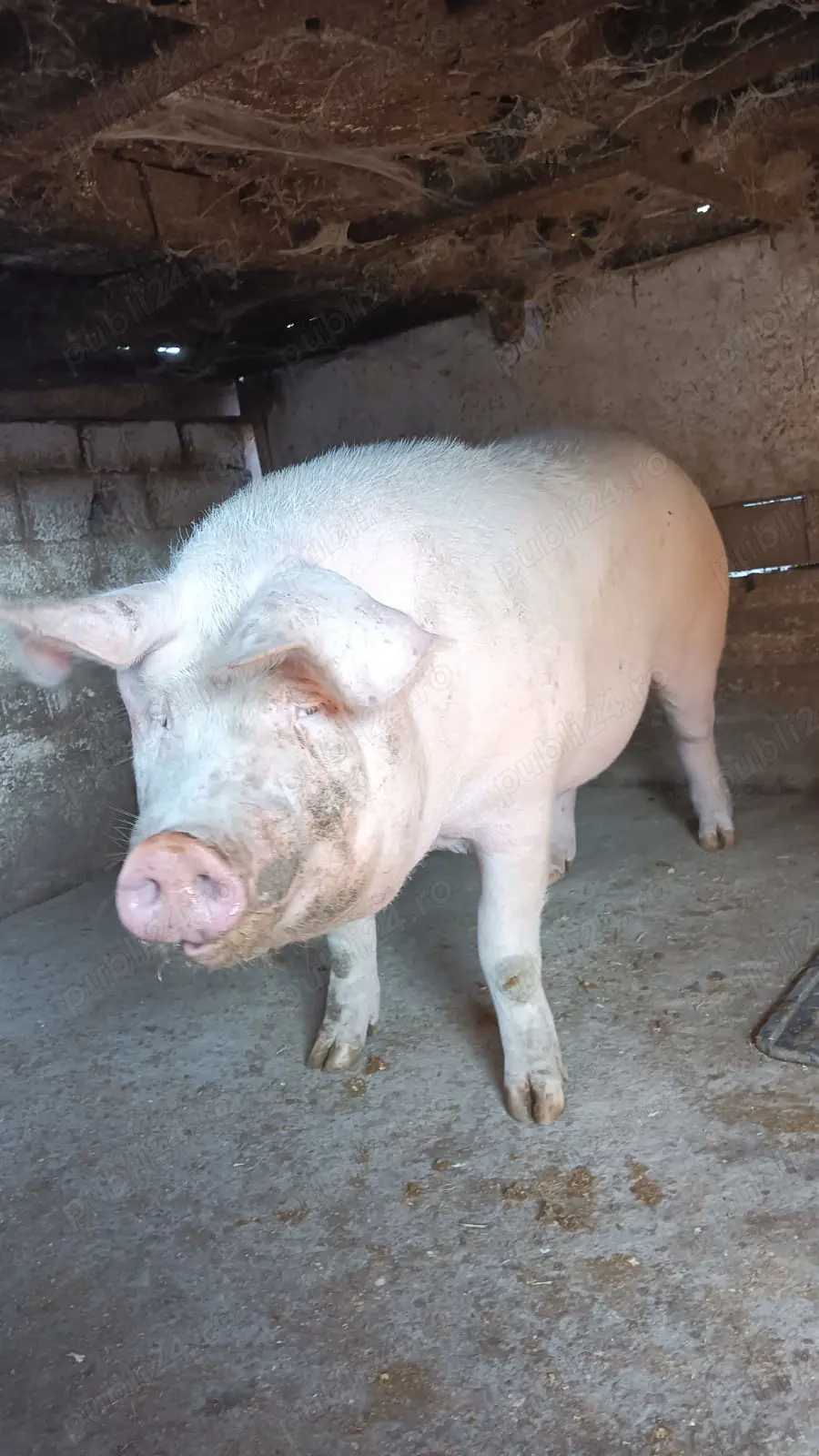 De vanzare pentru mai multe detalii în privat!