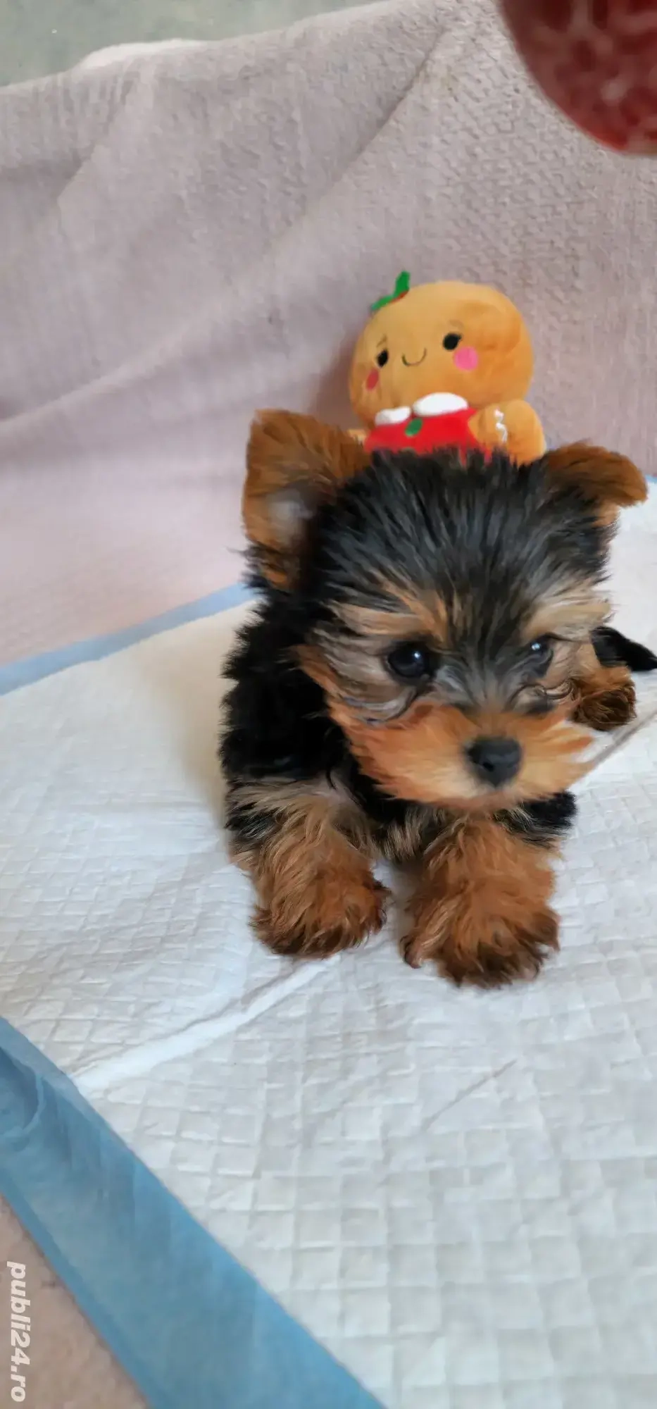 Vand catel Yorkshire terrier