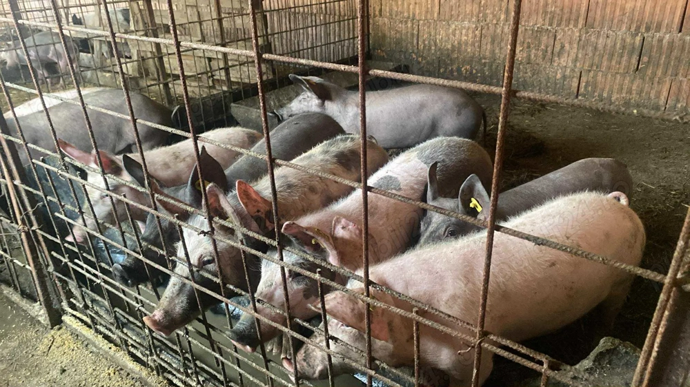 De vânzare grăsuni