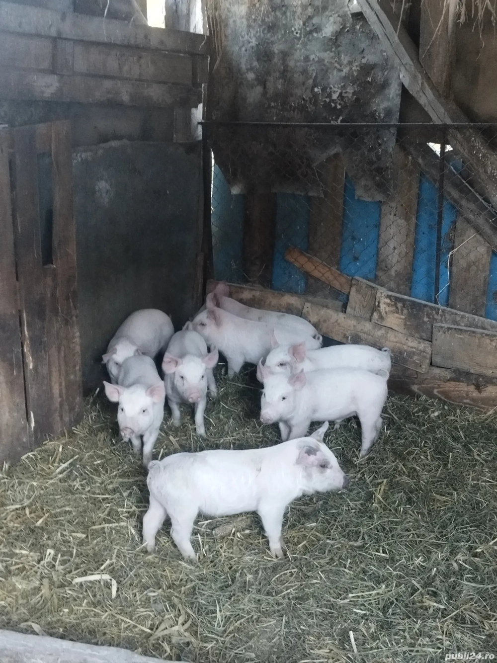 Purcei de vânzare 