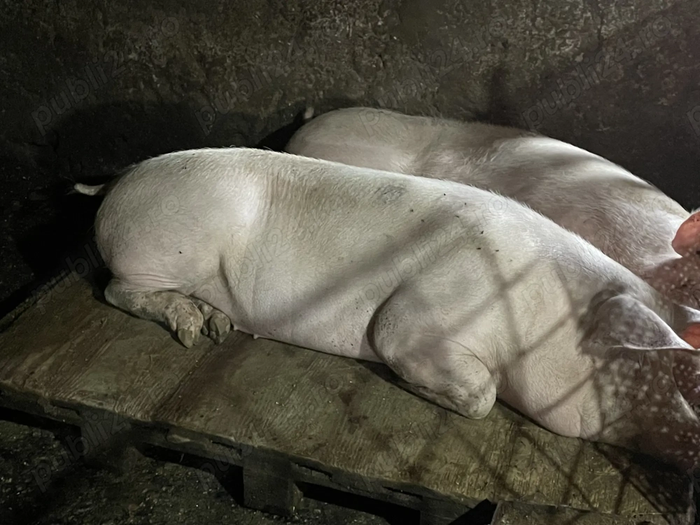 Porci carne vânzare crescuți în gospodărie 