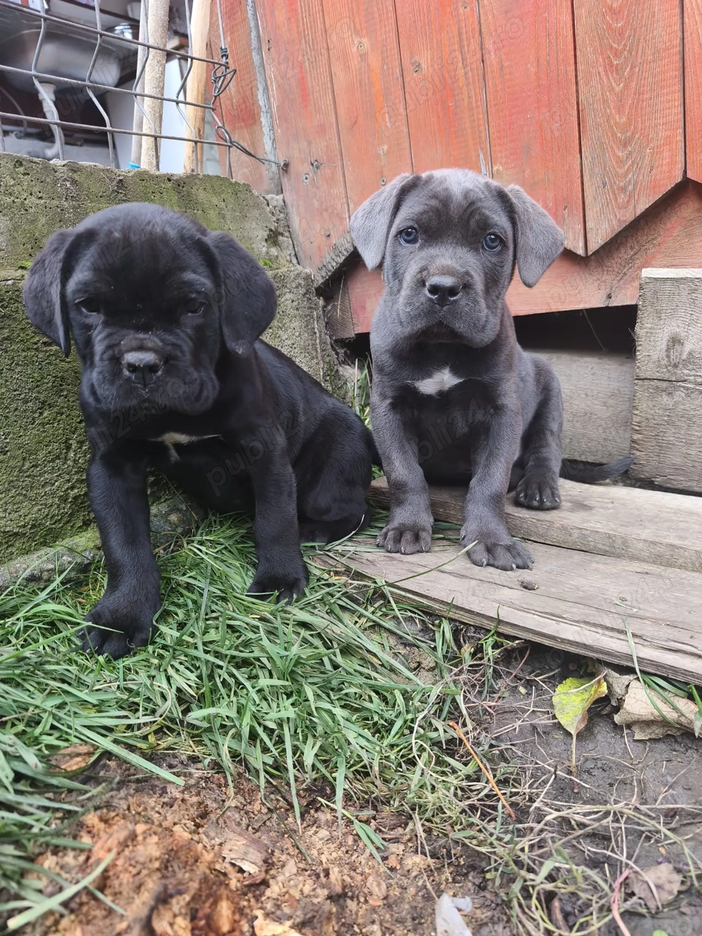 Vând Puii Cane Corso