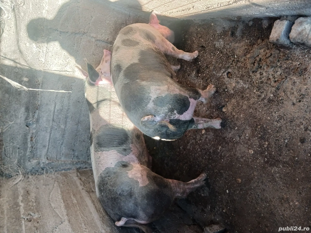 Porci de vanzare  16 Ron