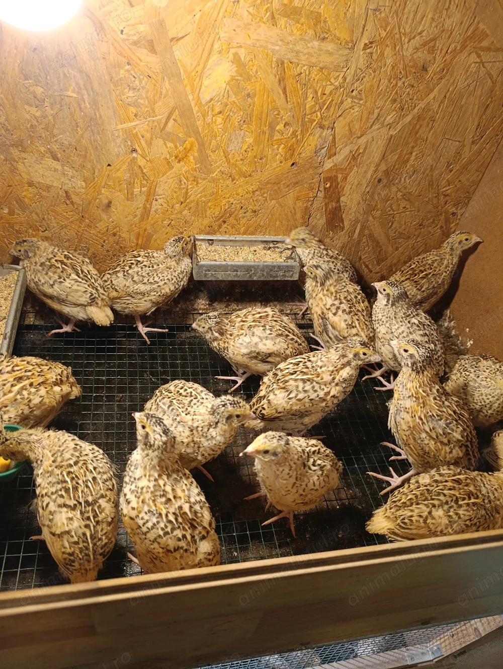 Prepelițe Jumbo gold