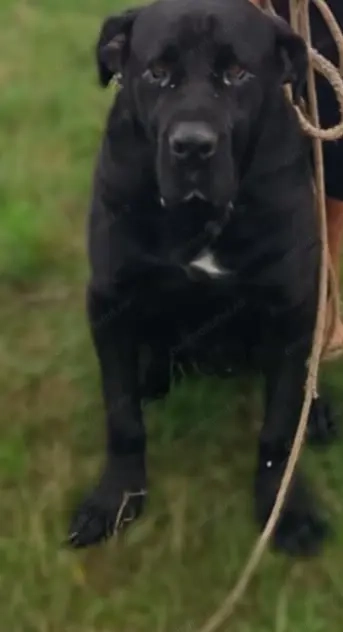 De vânzare sau schimb 