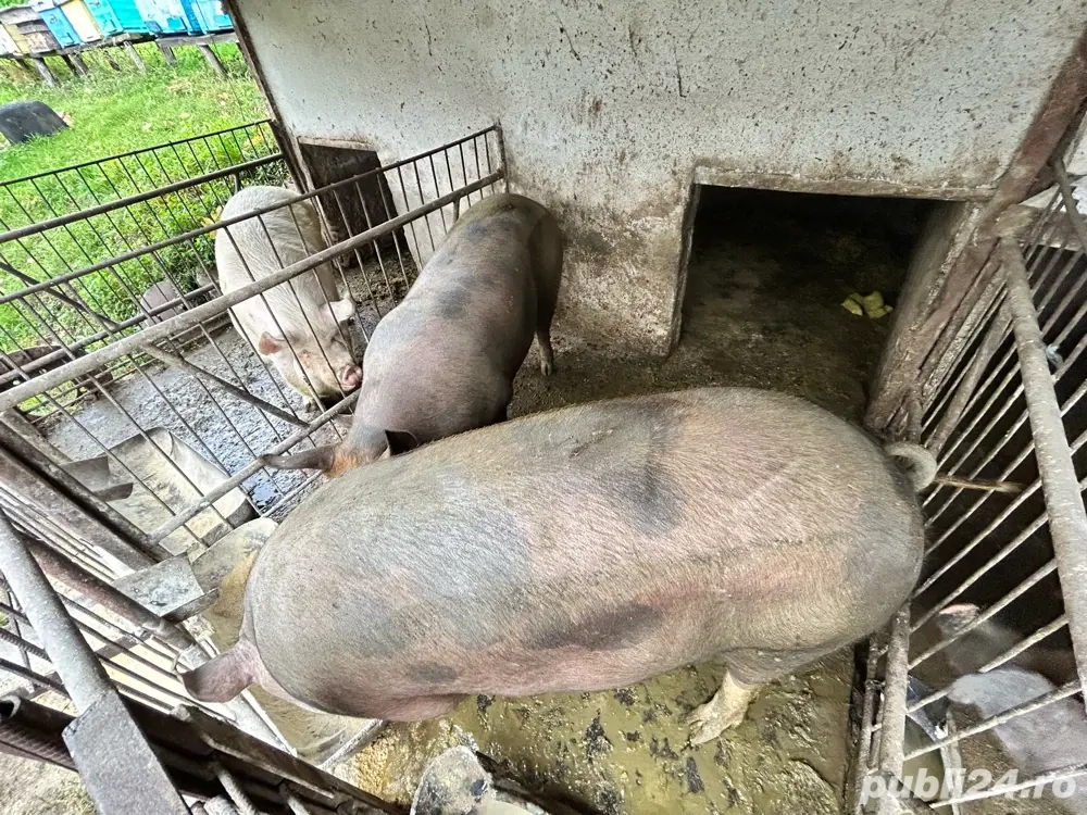 Porci duroc crescuti in gospodarie 100% bio