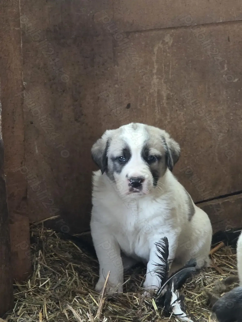 Ciobanesc de Asia Centrală (Alabai)