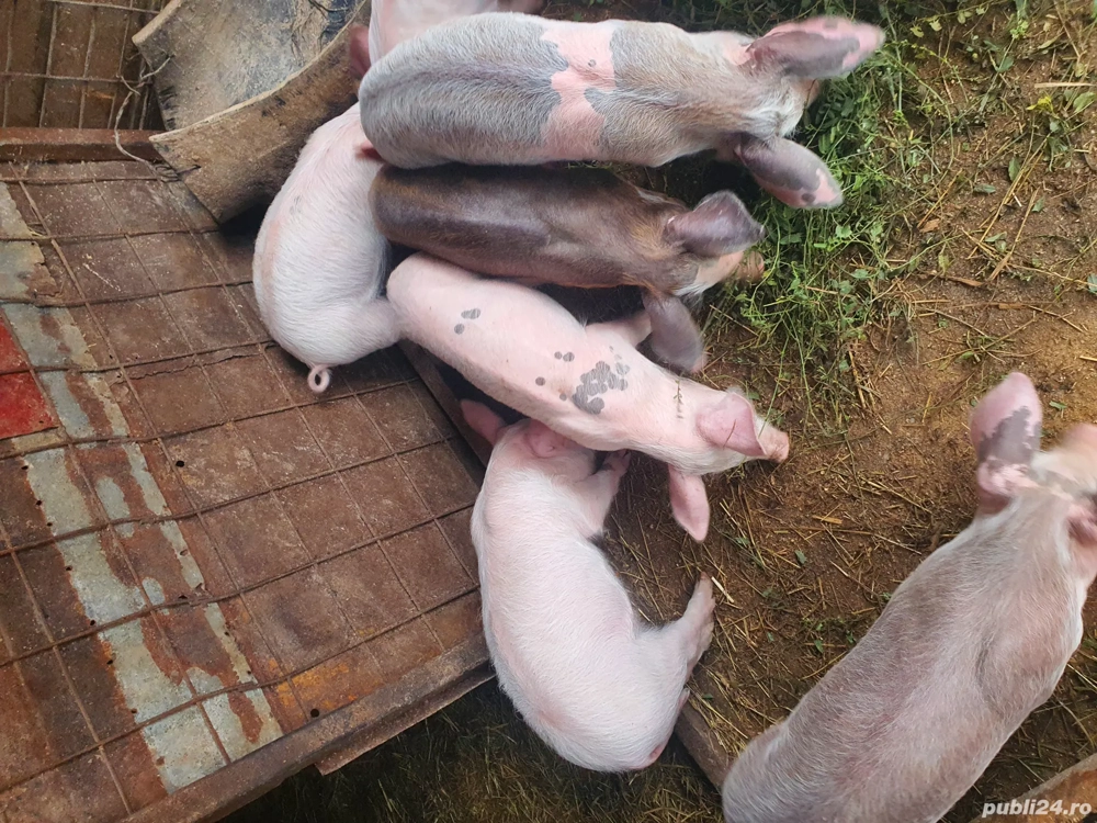 purcei de vânzare 