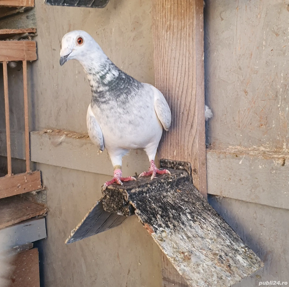 Porumbei fond maraton 