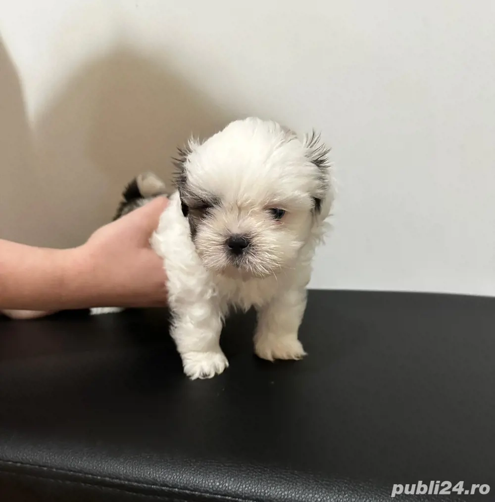 Pui Shih Tzu femele   rasă pură