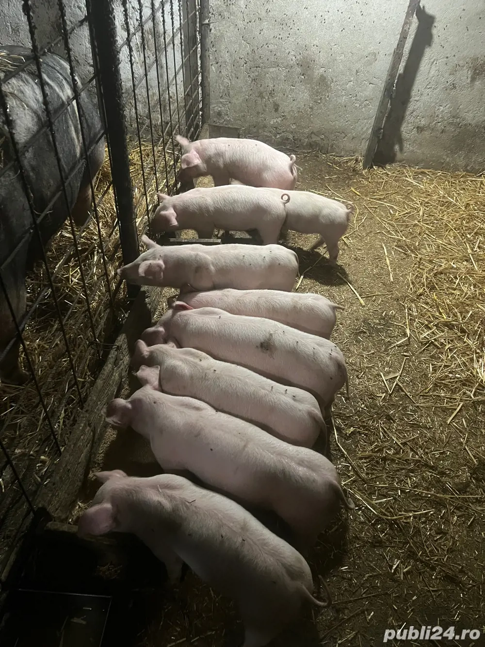 vind purcei intarcati 