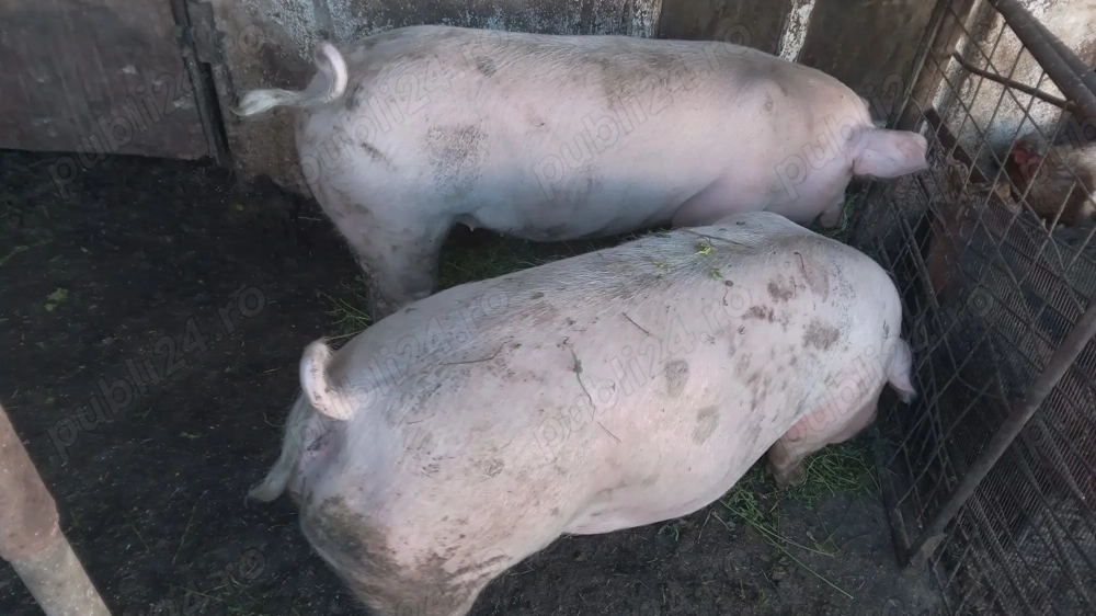 Porc și purcei tel o724156846