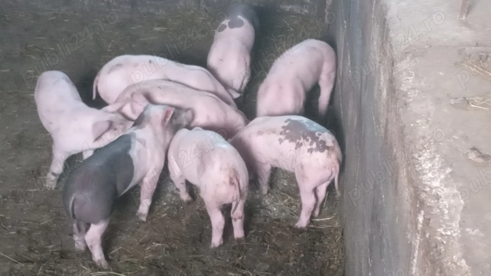 Porc și purcei tel o724156846