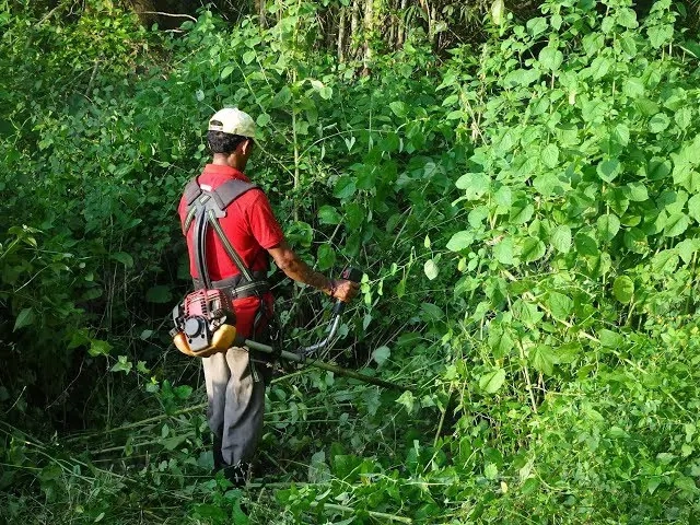 Defrișare   igienizare grădini   spații verzi  amenajare grădini