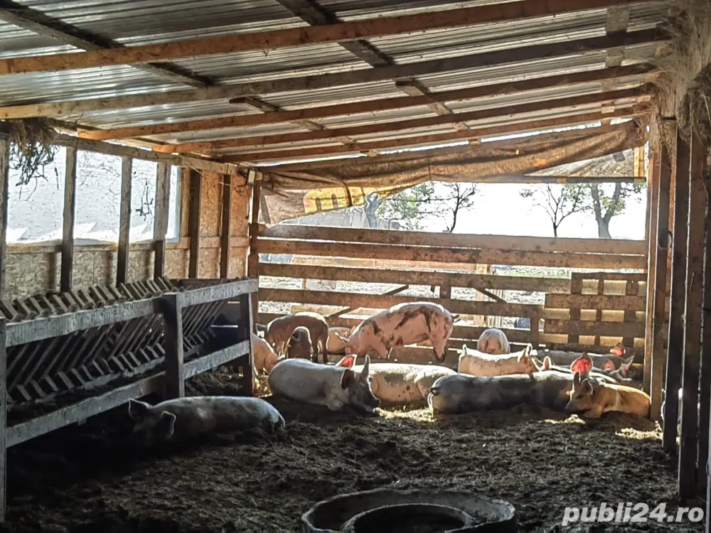 Vand porci de carne pana in 100 kg sau mai mari 