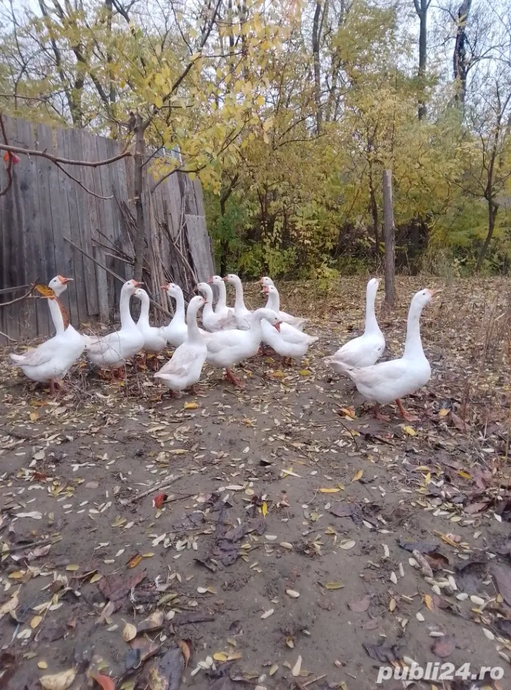 Vând gâște americane 