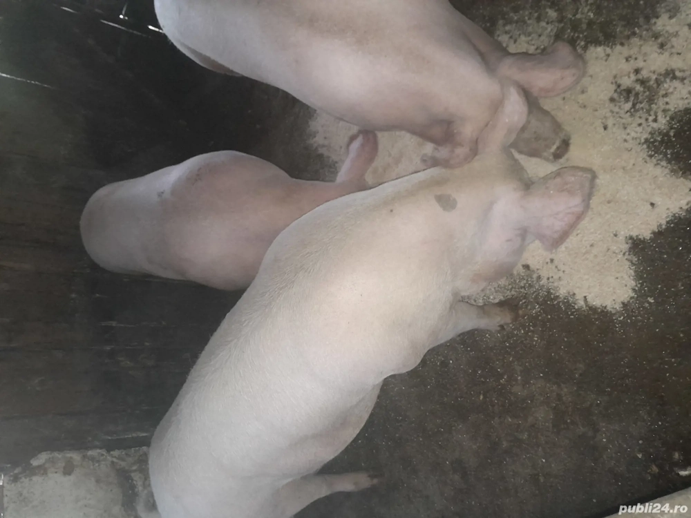 porci de vinzare 
