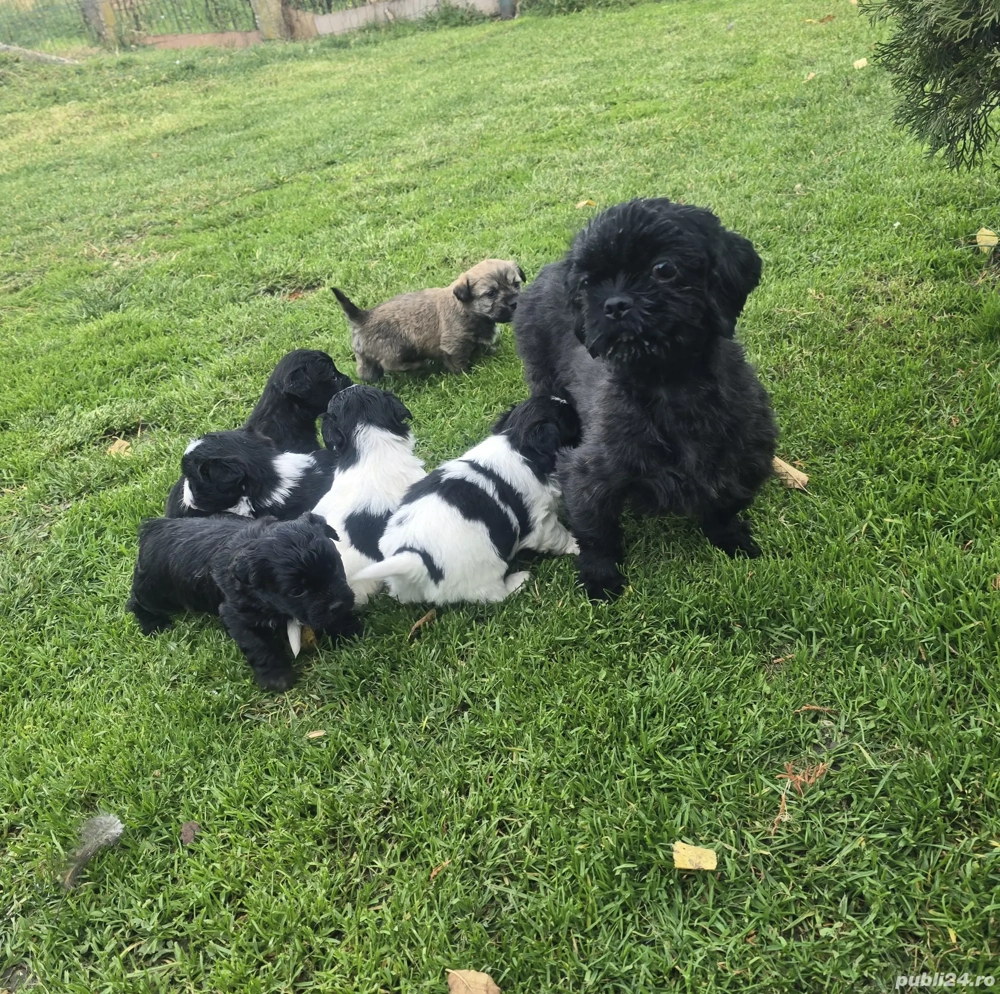 Pui de Shihtzu