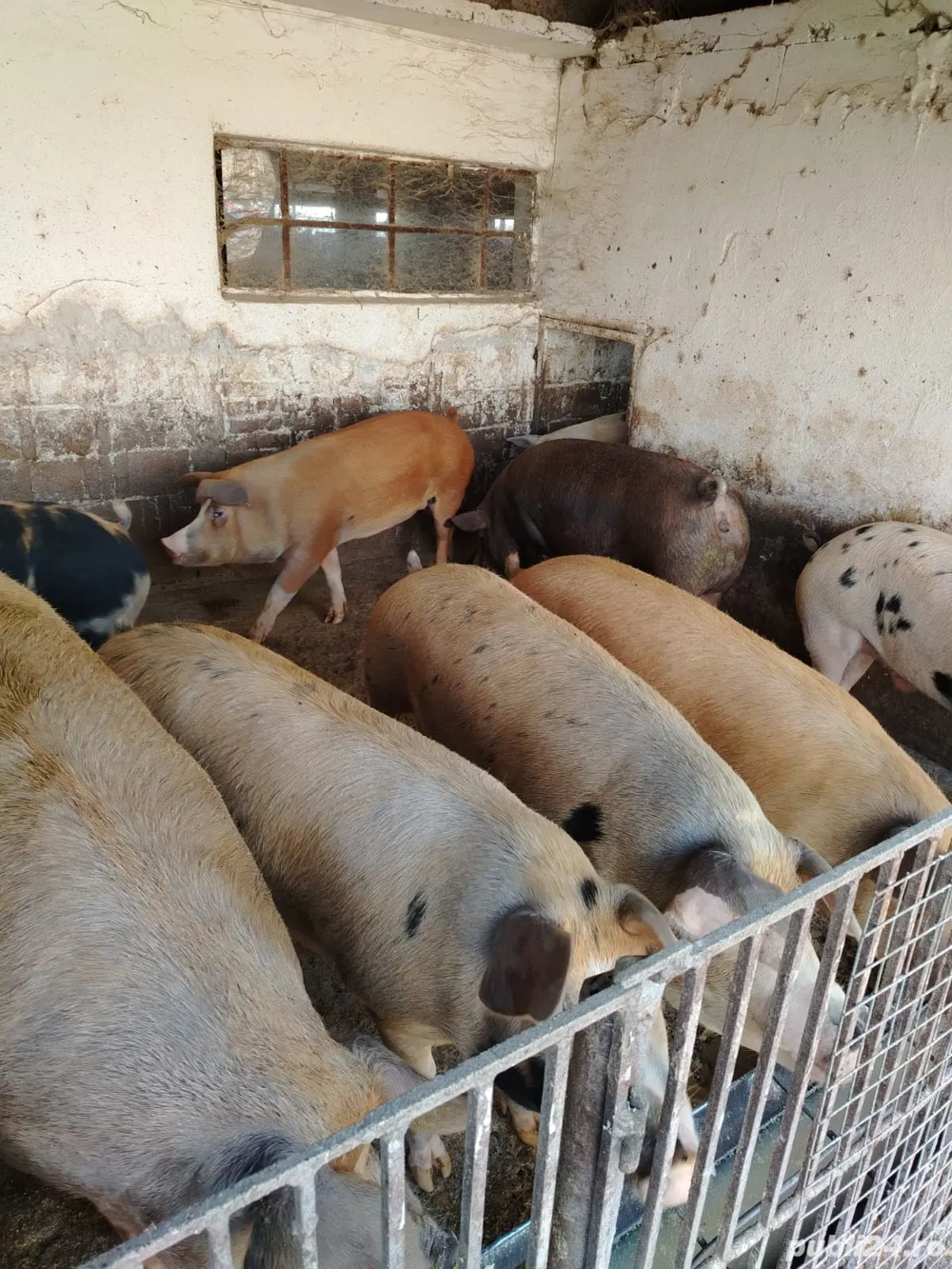 Vand porci rasa de carne 