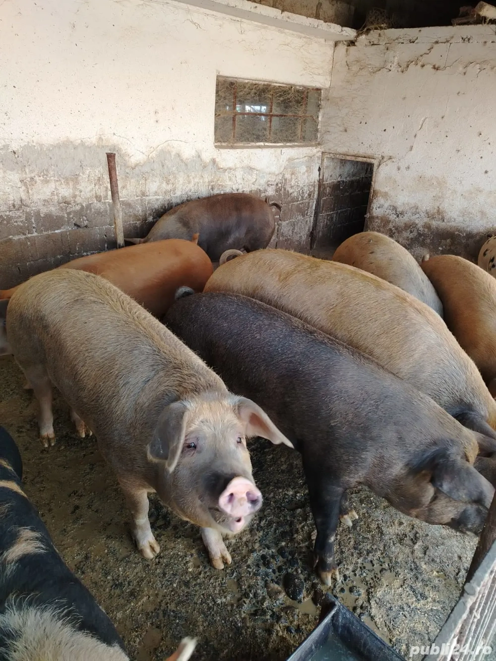 Vand porci rasa de carne 