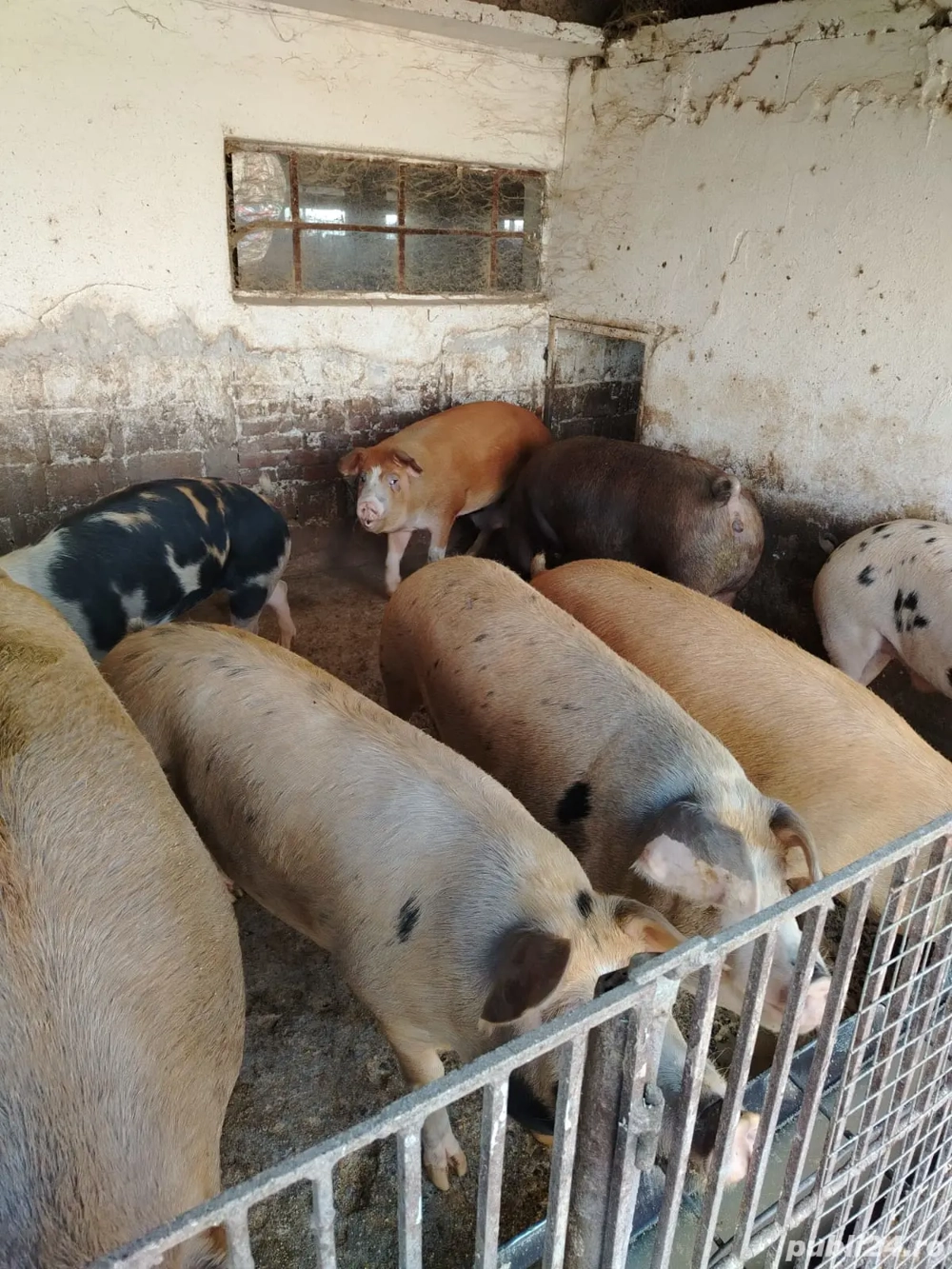 Vand porci rasa de carne 