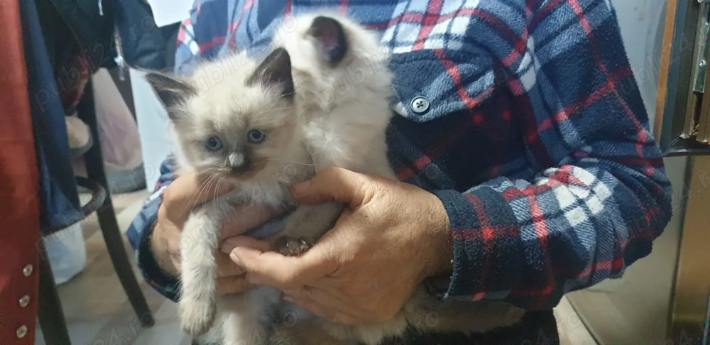 Vând motănei birmanezi