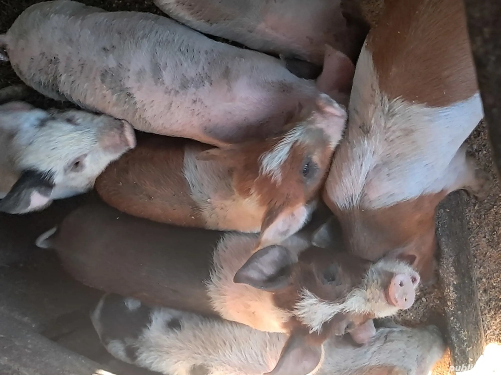 vând șapte purcei au șapte săptămâni mâncăcioși