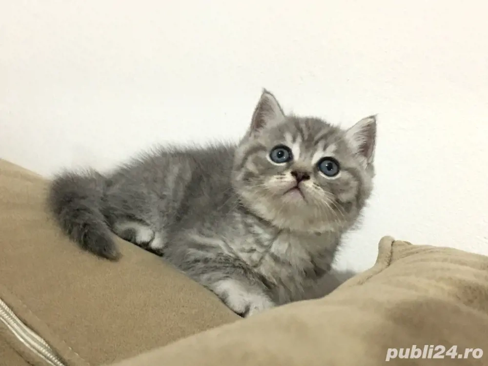 British shorthair baietei si fetite