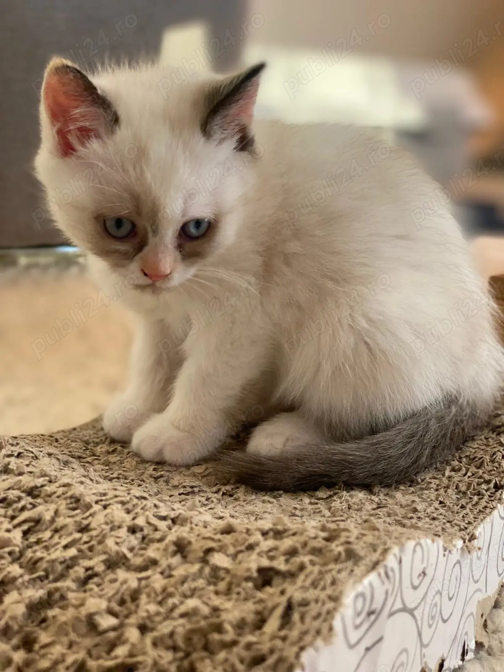 Metisi pufosi deosebiti 750 lei