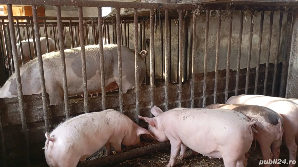 Purcei   suldei   soldani de 14 saptamani