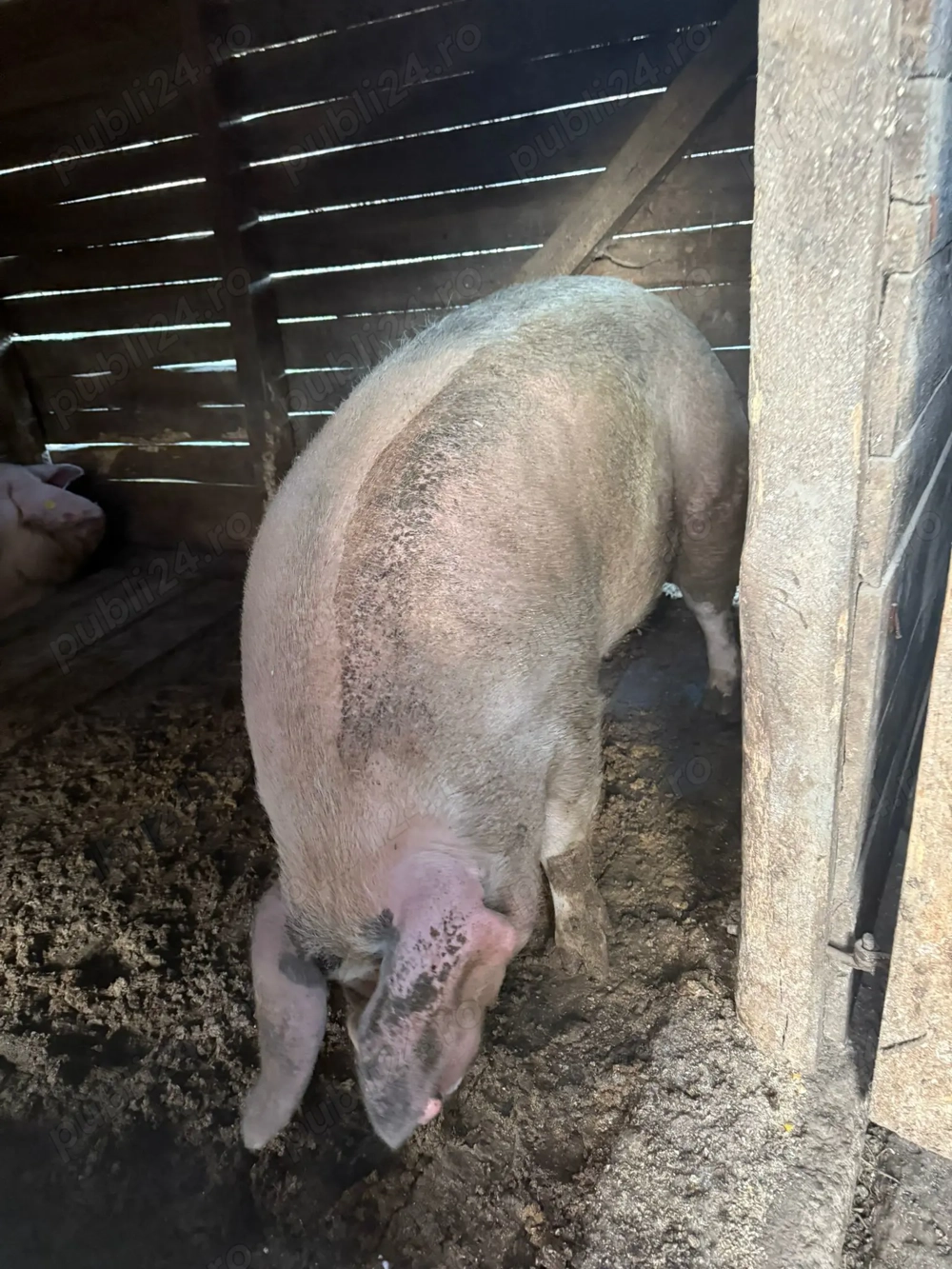 Vabd porc pentru sacrificat 