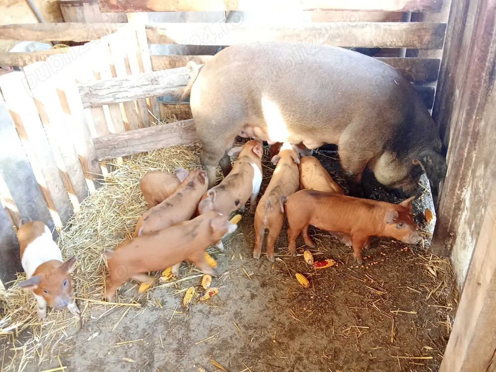 Vând scrofița cu purcei!