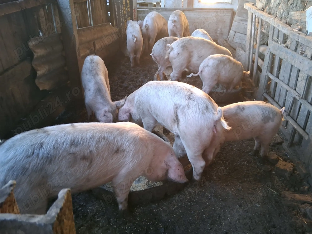 Vând grasuni de 4 luni 