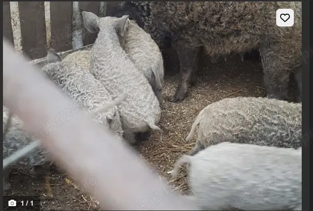 Porci și purcei Mangalita   rasă pură, crescuți natural 