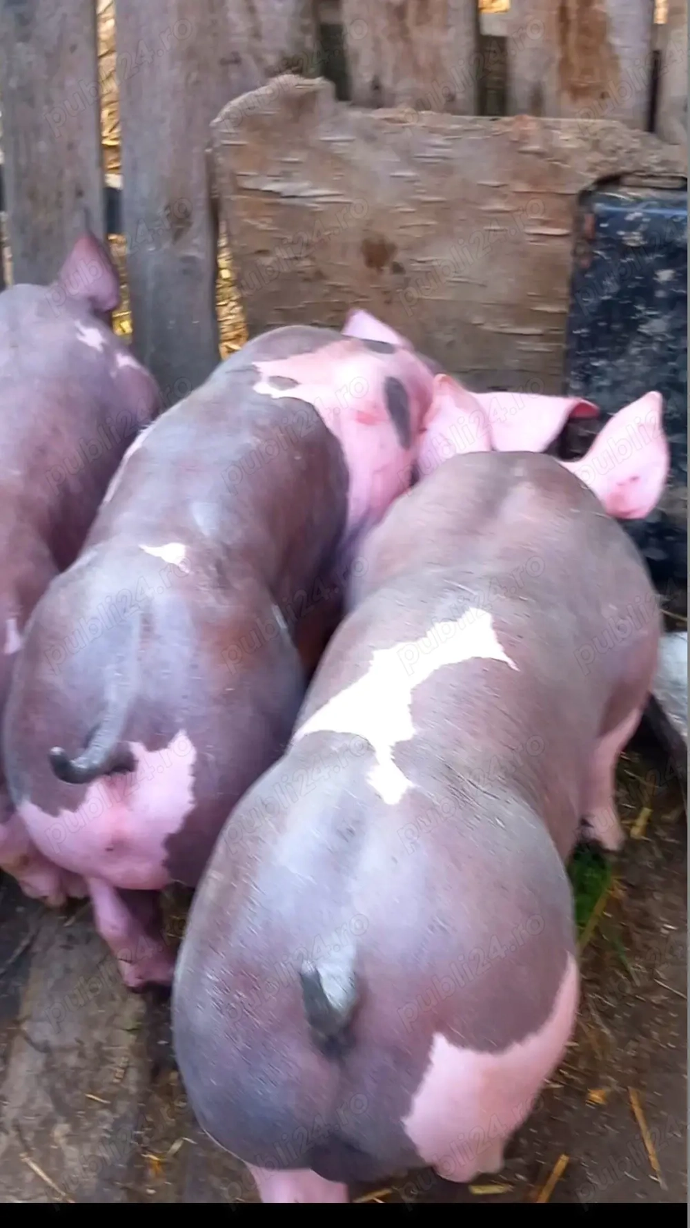 Vand purcei pietrain belgian pur  23 kg  25 kg 