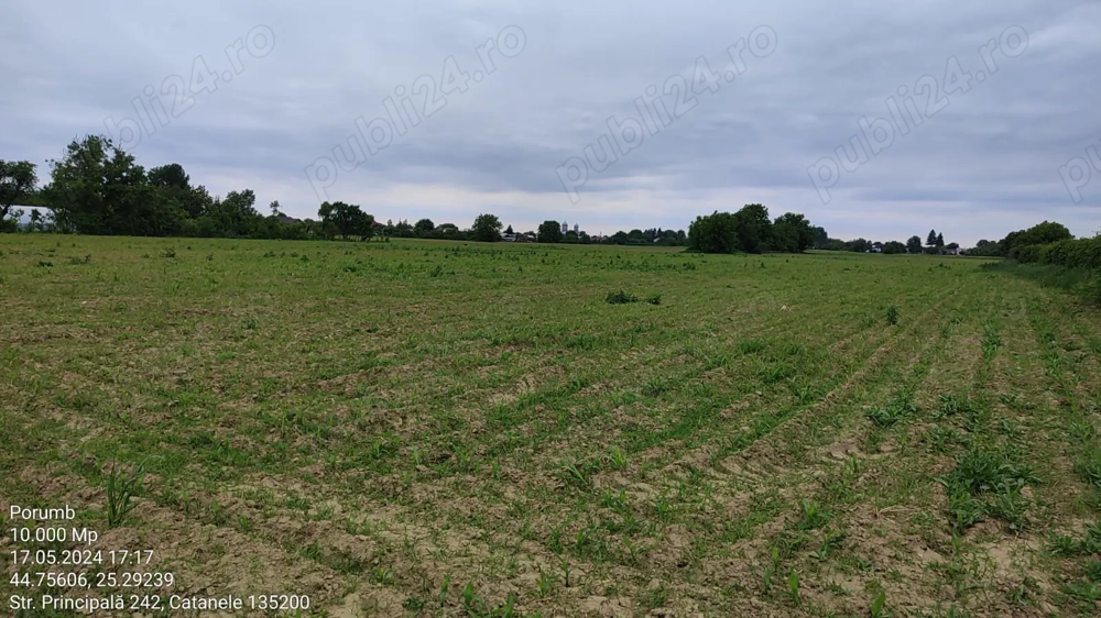 Teren 10000 mp, oportunitate invetitie parc fotovoltaic, infiintare cultura zmeur, afin, mur