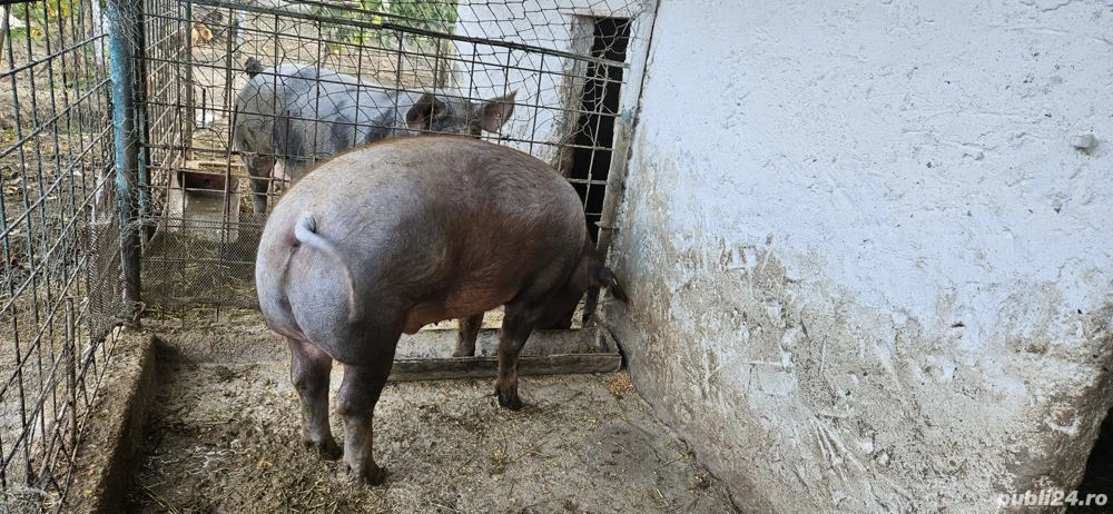 purcei, grasuni si porci de Craciun
