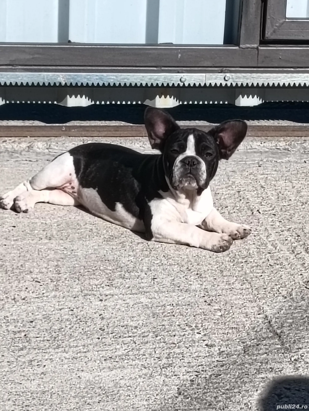 Bulldog francez din părinții cu pedigree 