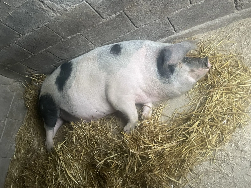 Se pot rezerva de pentru sacrificat 